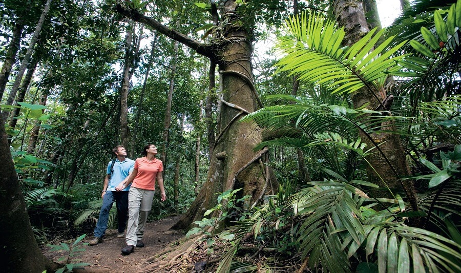 Rainforest walk