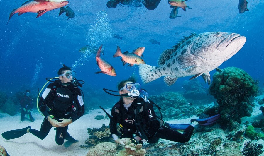 Great Barrier Reef diving