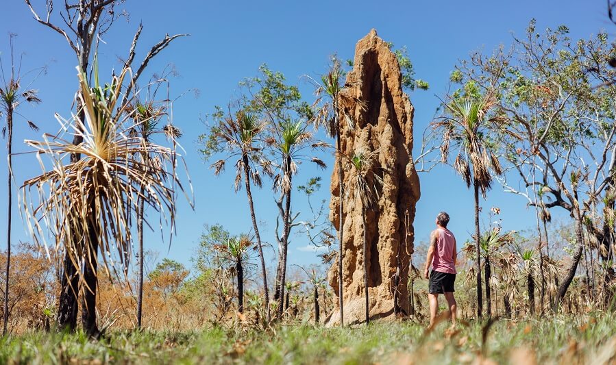 Cathedral Termite Mounds at Litchfield National Park
