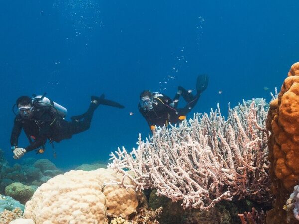 Great Barrier Reef Diving Tour