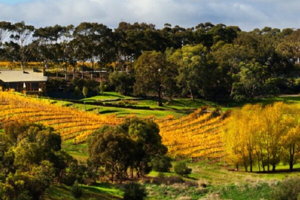 Full Day McLaren Vale Wine Tour with Hanhdorf