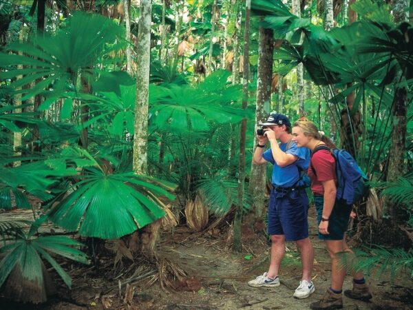 1 Day Daintree Rainforest Tour with Port Douglas