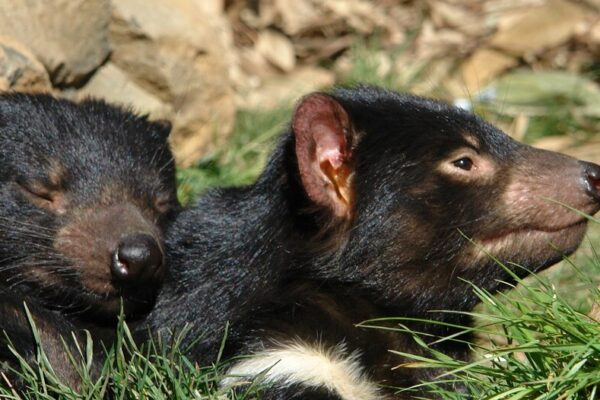 Half-Day Tasmanian Devils Tour from Hobart