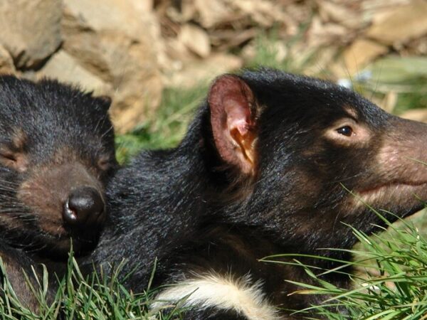 Half-Day Tasmanian Devils Tour from Hobart