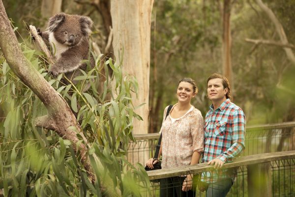Koala Conservation Reserve