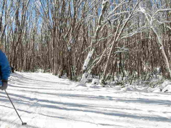 Lake Mountain Snow Tour Melbourne