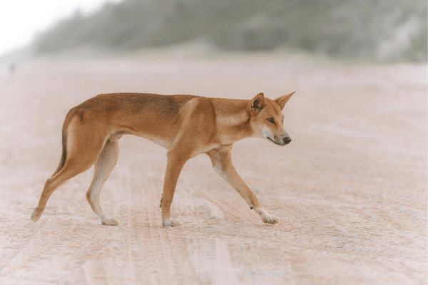 Dingo on the beach