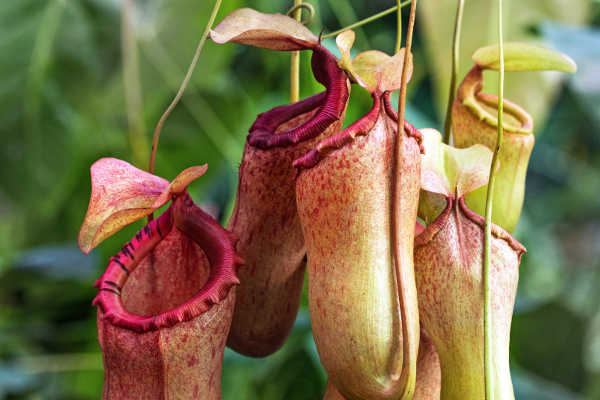 Flecker Botanic Gardens