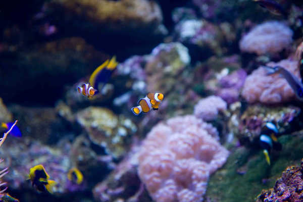 Great Barrier Reef Marine Life